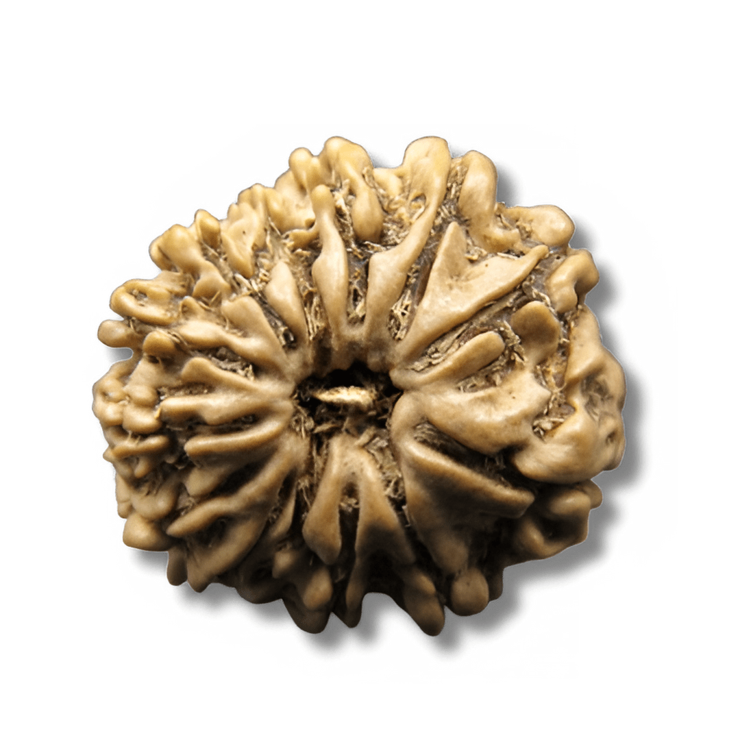 terah Mukhi Rudraksha, 13 faced rudraksha, 13 mukhi rudraksha, 13 mukhi rudraksha, Trayodasha Mukhi Rudraksha, Thirteen Face Rudraksha